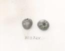 Click for 1 image(s) for this accession. FRUIT
